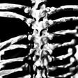 spine spine