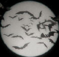 bats bats
